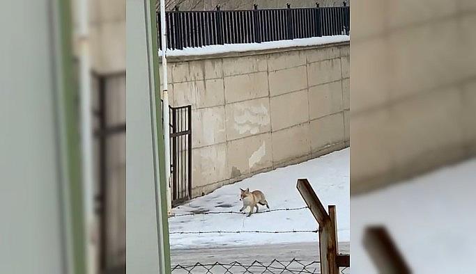 Pandemi nedeniyle kapalı olan okulun bahçesine gelen tilki kamerada