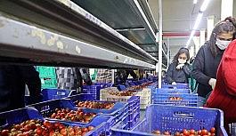 Rusya domates ve biber ihracatını durdurdu, ihracatçı tepkili