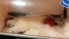 Sahipli kediyi havalı tüfek ile vurdular