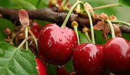 Salihli kirazı mercek altında