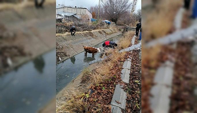Şamran Kanalı'na düşen inek kurtarıldı