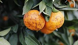 Seferihisar'da tonlarca mandalinayı sağanak vurdu, mantar hastalığı oluştu