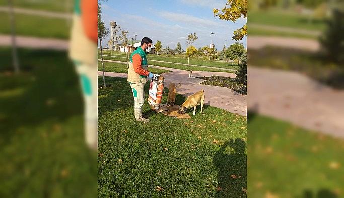 Soğuklarda ve pandemi sürecinde sokak hayvanları unutulmuyor