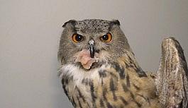 Soğuktan etkilenen puhu kuşu tedavi altına alındı