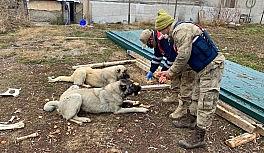 Sokağa çıkma kısıtlamasında jandarma ve polis ekmeğini sokak hayvanlarıyla paylaştı