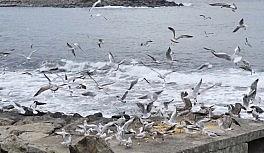 Sokağa çıkma yasağında kuşları yalnız bırakmadılar