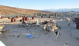 Sokak hayvanları yeni evlerine yerleştiriliyor