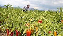 Tarım ürünlerini bekleyen büyük tehlike