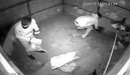 Tavukları çuvala doldurup çaldılar