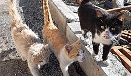 Tedavi altındaki can dostlar iyileşiyor