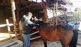 Tek tırnaklı Hayvanlara mikroçip takılıyor