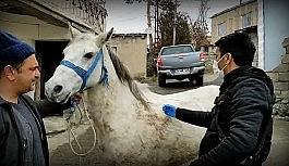 Tek tırnaklı hayvanlara mikroçiple takip