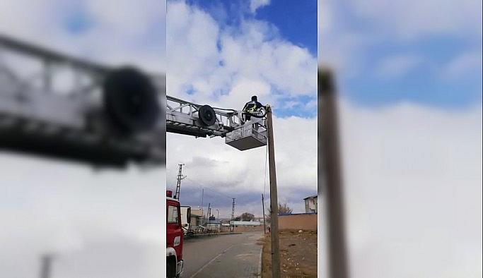 Telefon direğinde mahsur kalan kediyi itfaiye kurtardı