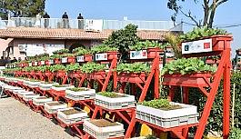 TİKA'nın Pakistan'da kadınlara yönelik uyguladığı Mikrobahçecik Projesi tamamlandı