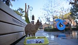 Trabzon'da sahipsiz canlara özel ilgi gösteriliyor