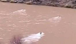 Tunceli'de 3 kurt çayı böyle geçti