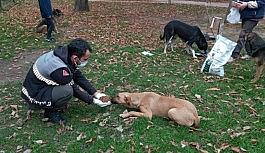 Uludağ yolundaki sokak hayvanlarına Osmangazi şefkati