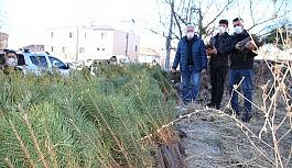 Varto'da fidan dağıtımı