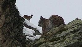 Vaşak ile dağ keçileri aynı karede