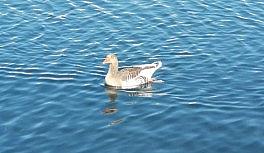 Yaban kazı vatandaşların ilgi odağı oldu