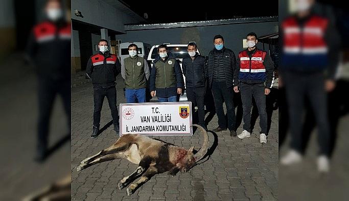 Yaban keçisi avlayan 4 kişiye 36 bin 589 lira ceza