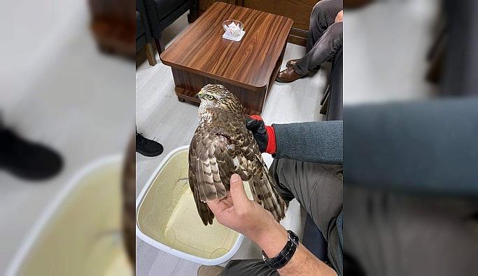 Yaralı halde bulunan atmaca tedavi altına alındı