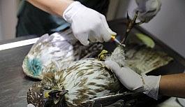 Yaralı yaban hayvanlarını tedavi edilip doğaya bırakiliyor