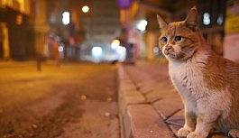 Yılbaşı kısıtlamasıyla deprem bölgesi Elazığ'da sessizliğe büründü