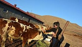 12 yaşındaki kız, biriktirdiği harçlıklarla 3 buzağı alıp çiftçiliğe atıldı