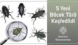 5 yeni böcek türü keşfedildi