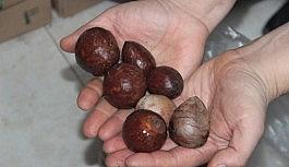 Antalya'da "Avokado çekirdeğini getir, istediğini götür" kampanyası