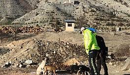 Artvin'de sokağa çıkma kısıtlamasında sokak hayvanları unutulmadı