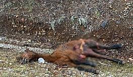 Atla çarpışan araç hurdaya döndü