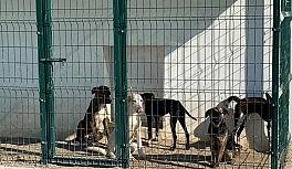 Başıboş köpeklerin Aksu'ya bırakıldığı iddiası