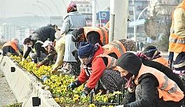 Başkent menekşe kokacak