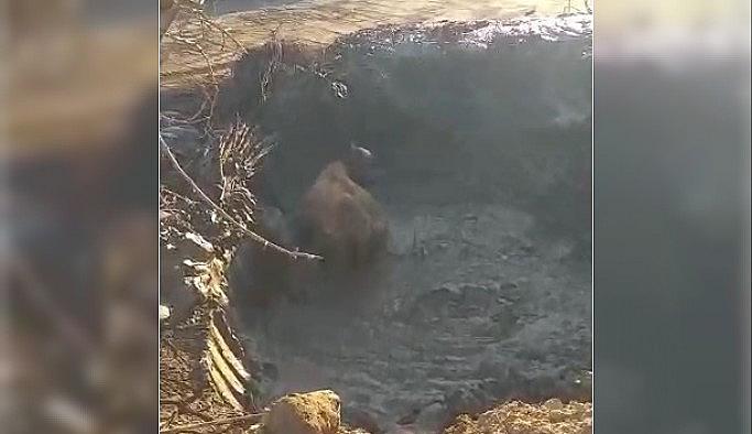 Bingöl'de çamura saplanan inek kurtarıldı