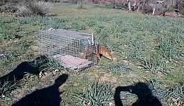 Bursa'da araç çarpan çakal tedavisinin ardından tabiata salındı