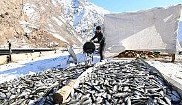 Çatak'da oksijensiz kalan 12 ton alabalık telef oldu