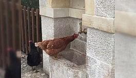 Çeşmeden su içen tavuk görenlere tebessüm ettirdi