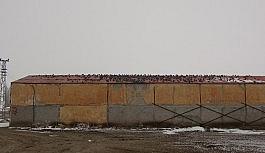 Dondurucu soğukta yem nöbeti