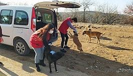 Gönüllüler sokak hayvanları için sahada
