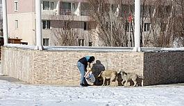 Gürpınar Belediyesi sokak hayvanlarını unutmadı