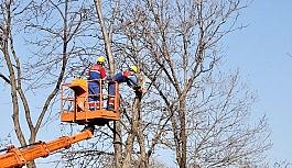 Kağıthane'de ağaçların budama işlemleri devam ediyor