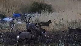 Karaleylek kanyonu çevresinde yaban keçi sürüsü görüntülendi