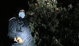 Kesilen narenciye ağaçları başında gözyaşı döken kadınlar, gece nöbetine başladı