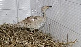 Kırmızı listedeki yaralı yakalı toy kuşu tedavi altına alındı