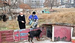 Mamak'ta sokak hayvanları sahipsiz değil