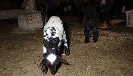 Muş'ta 650 bin koyun ve keçiden 500 bin yavru bekleniyor