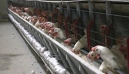 Muş'ta yumurtaya rağbet arttı