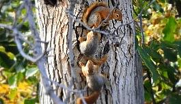 (Özel Haber) Erzincan'da belgeselleri aratmayan görüntü